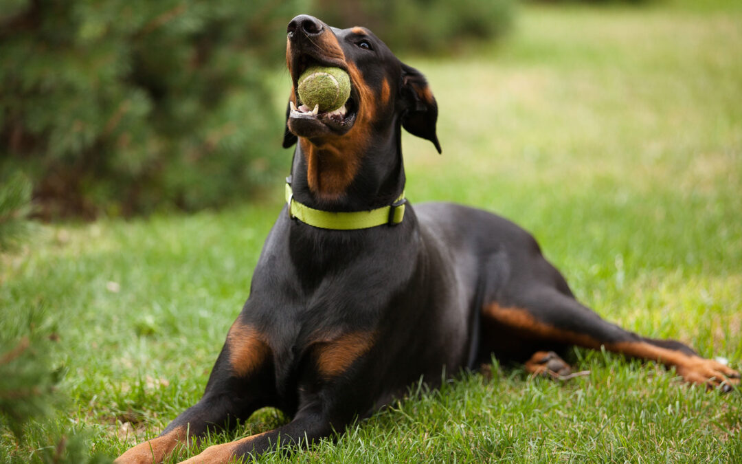 Een hondenpension: hoe bereidt u zichzelf én uw hond voor?