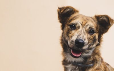 Is het coronavirus gevaarlijk voor honden?