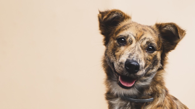 Is het coronavirus gevaarlijk voor honden?