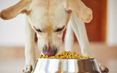Is jouw hond een moeilijke eter?