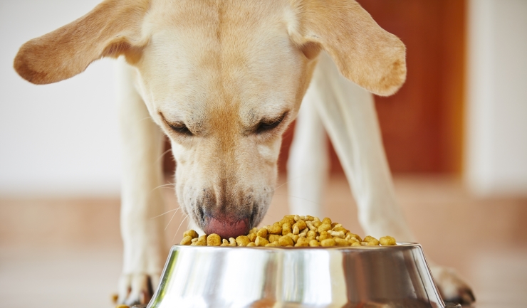 Is jouw hond een moeilijke eter?
