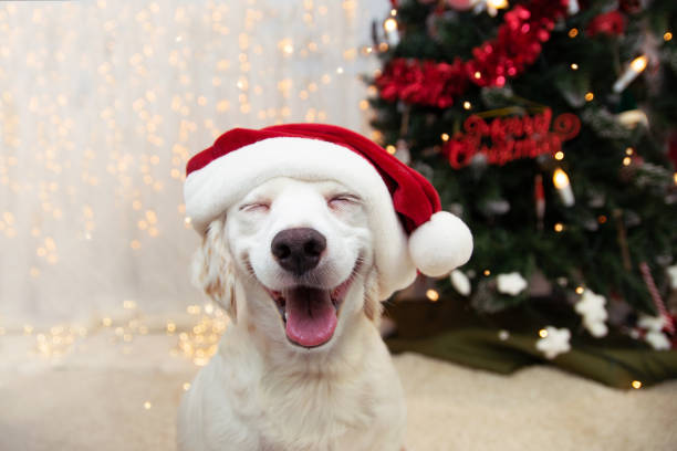 Een heerlijk kerstdiner voor jouw hond